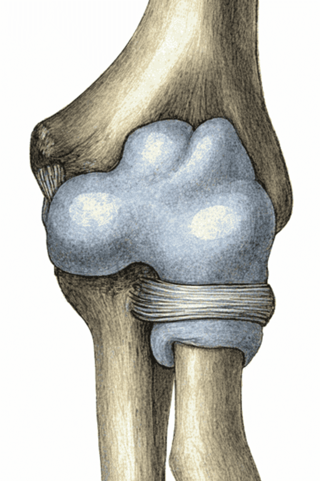 Elbow anatomy