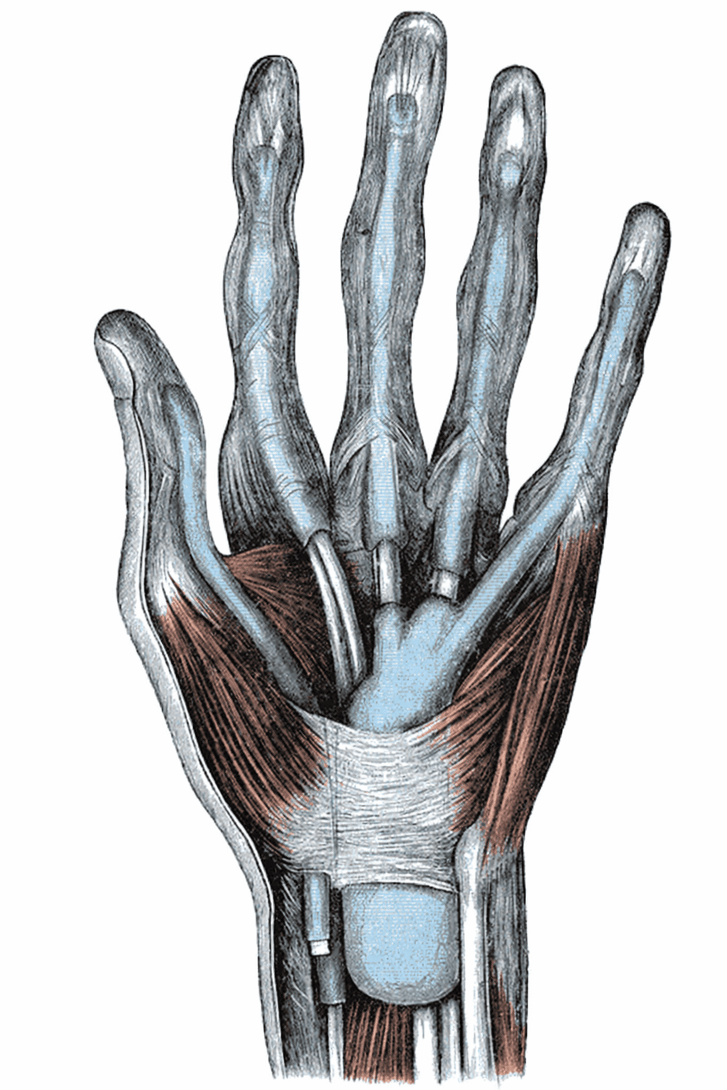 Wrist anatomy