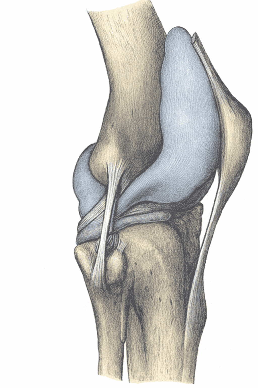 Knee anatomy