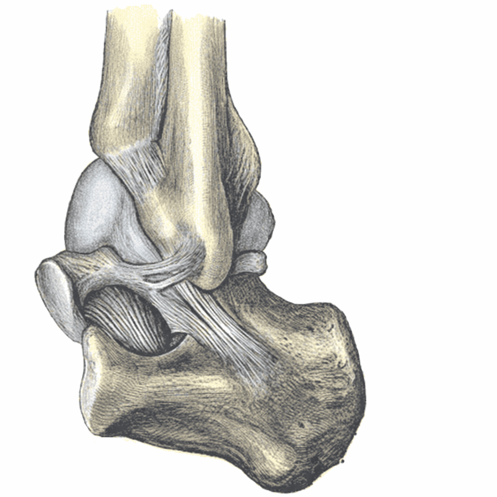 Ankle anatomy