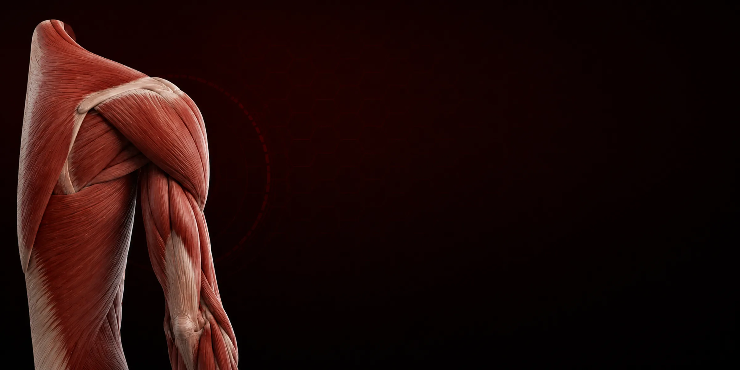 Muscles hero