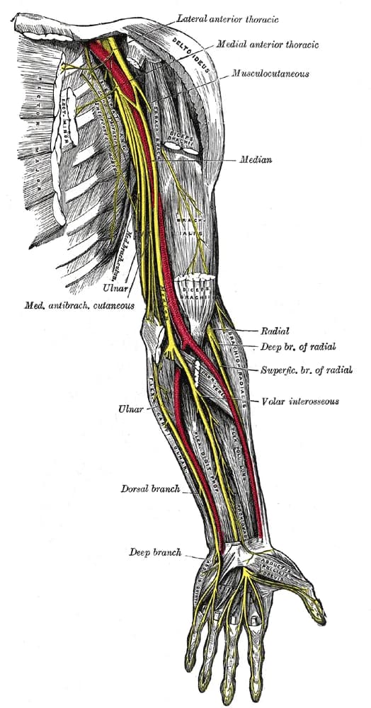 Anatomical overview of the ulnar nerve course