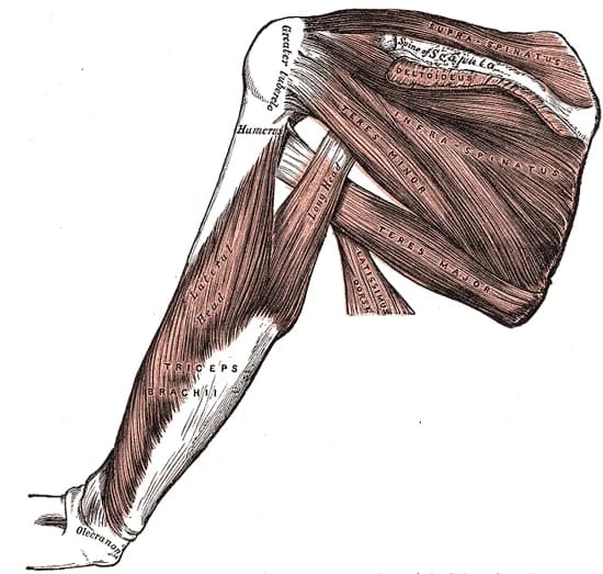 Shoulder muscles 3