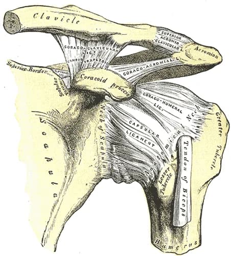 Shoulder landmarks