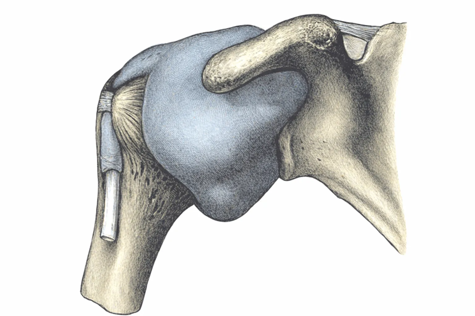 Shoulder anatomy