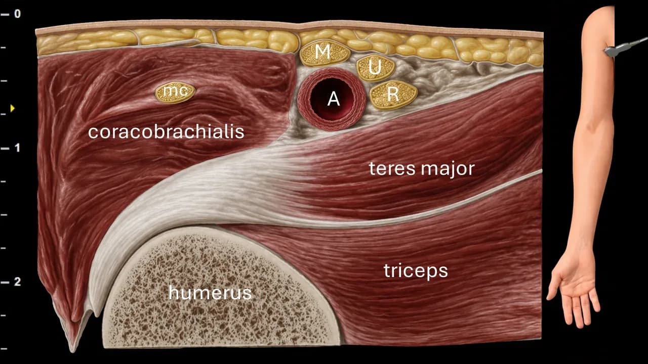 Figure 1 with labels