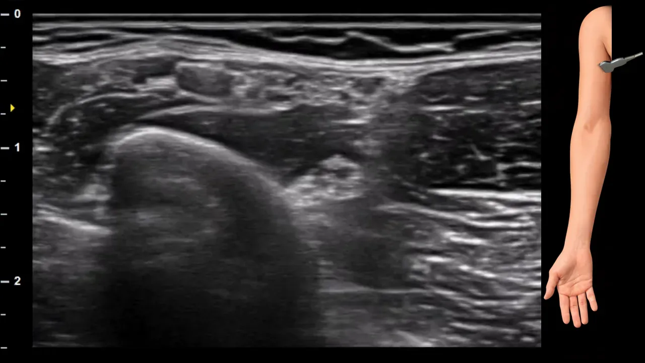 Figure 2 without labels