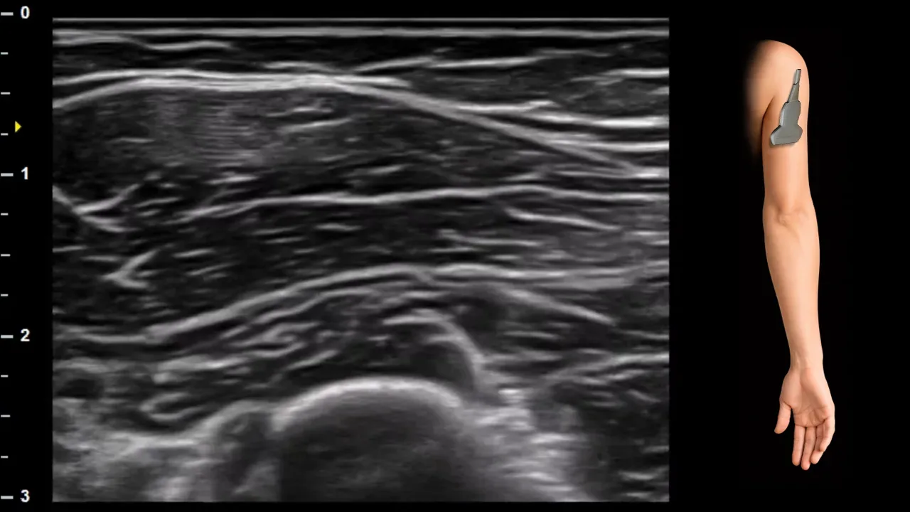 Figure 3 without labels