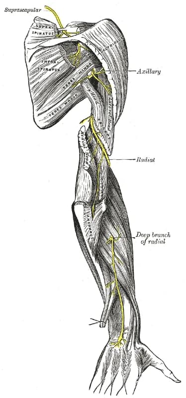 Anatomical overview of the radial nerve course