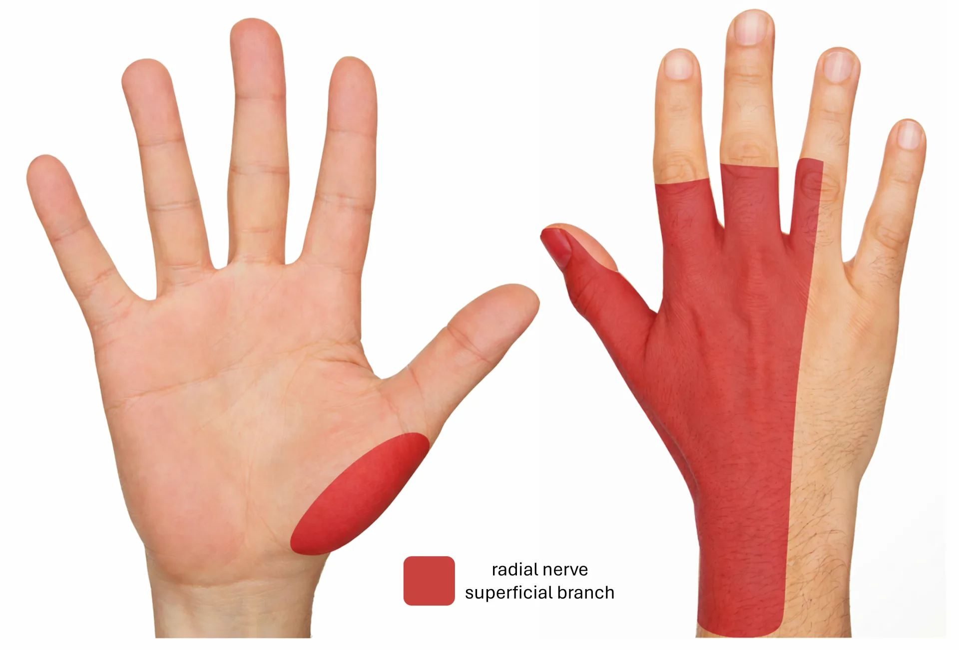 Radial nerve sensory innervation
