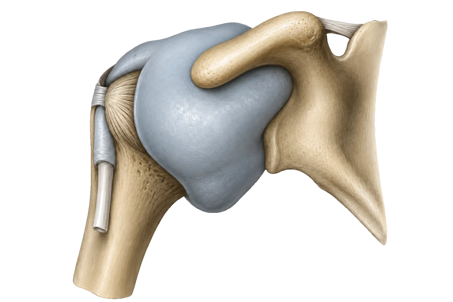 Shoulder anatomy
