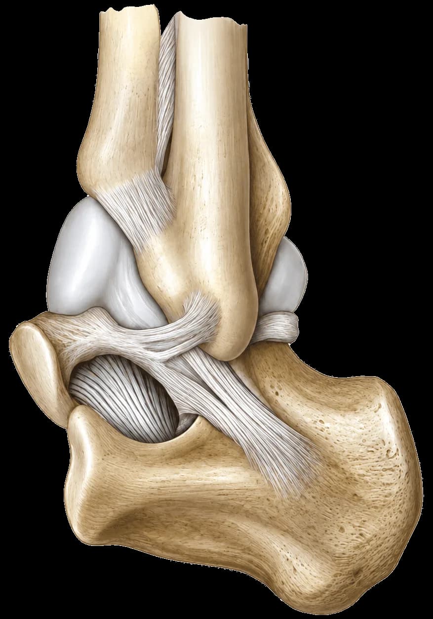 Ankle anatomy