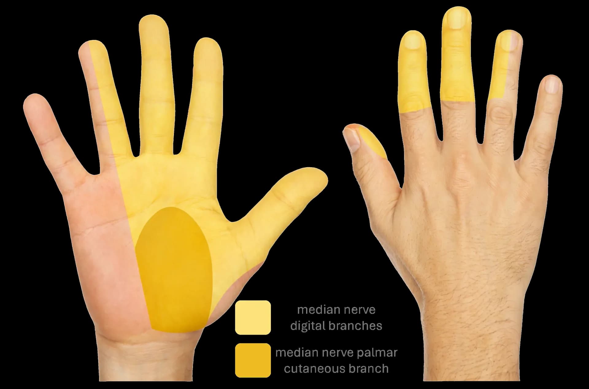 Innervation sensitive du nerf médian