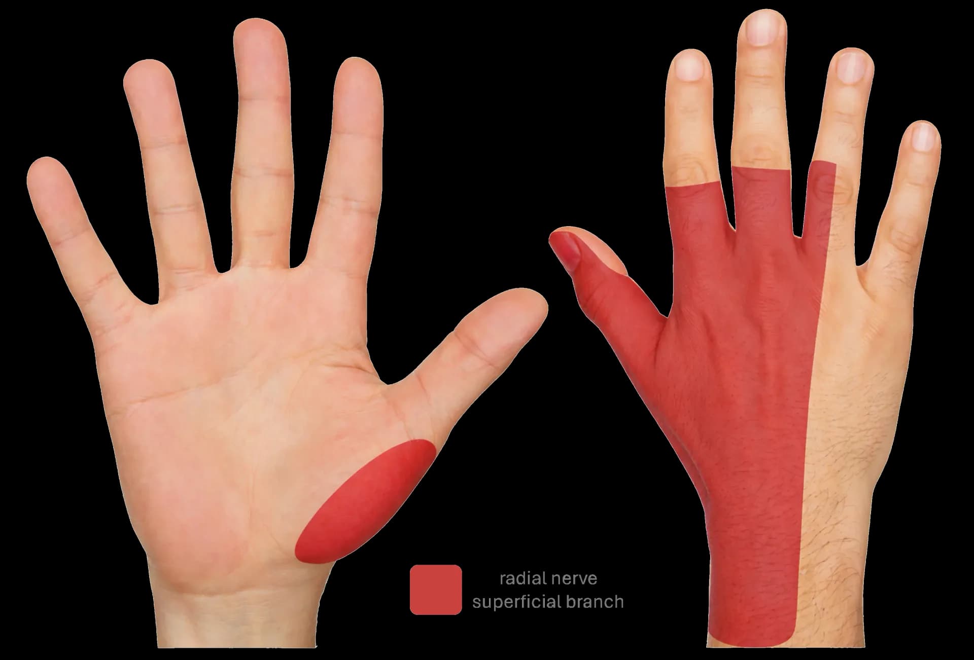 Radial nerve sensory innervation