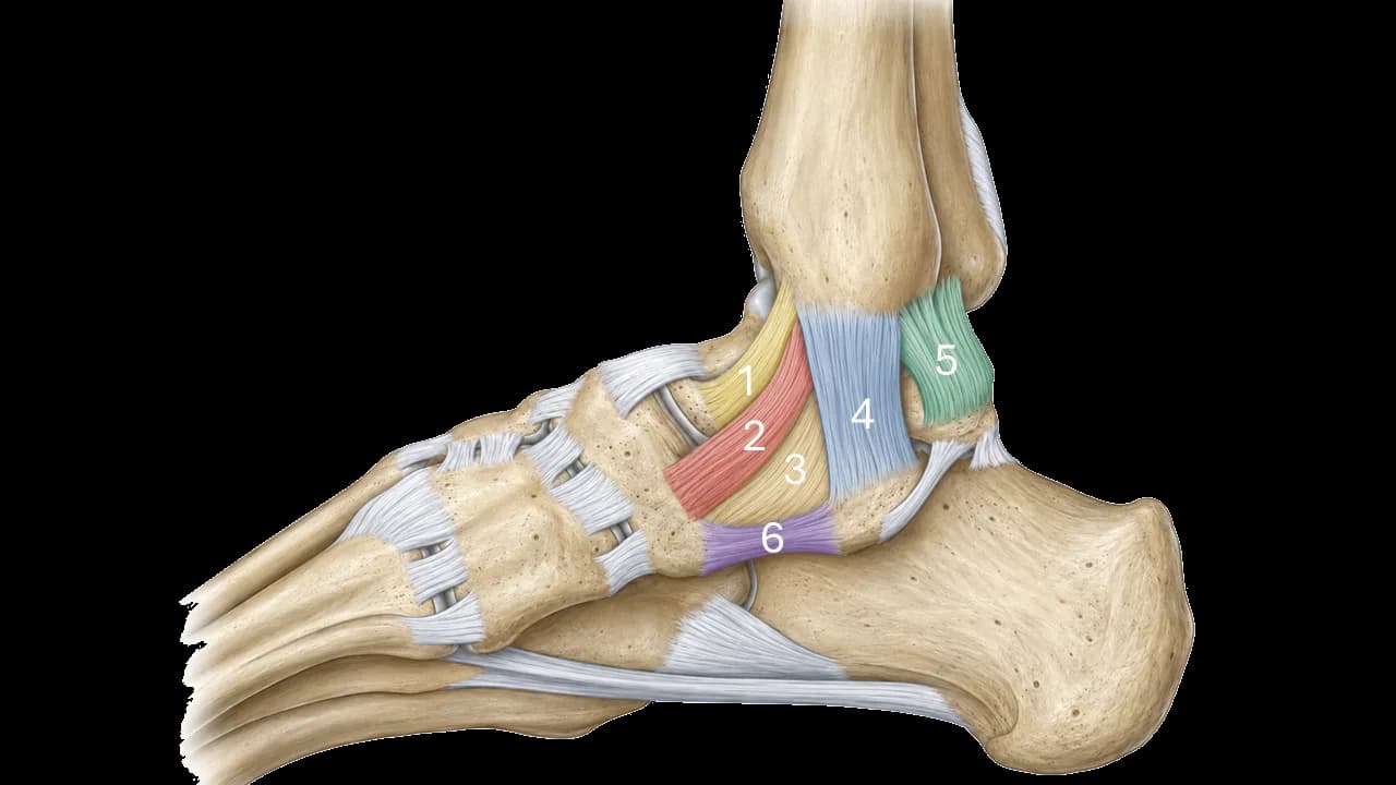 Medial Ankle Ligaments